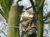 beech tree dismantle haverbreaks
